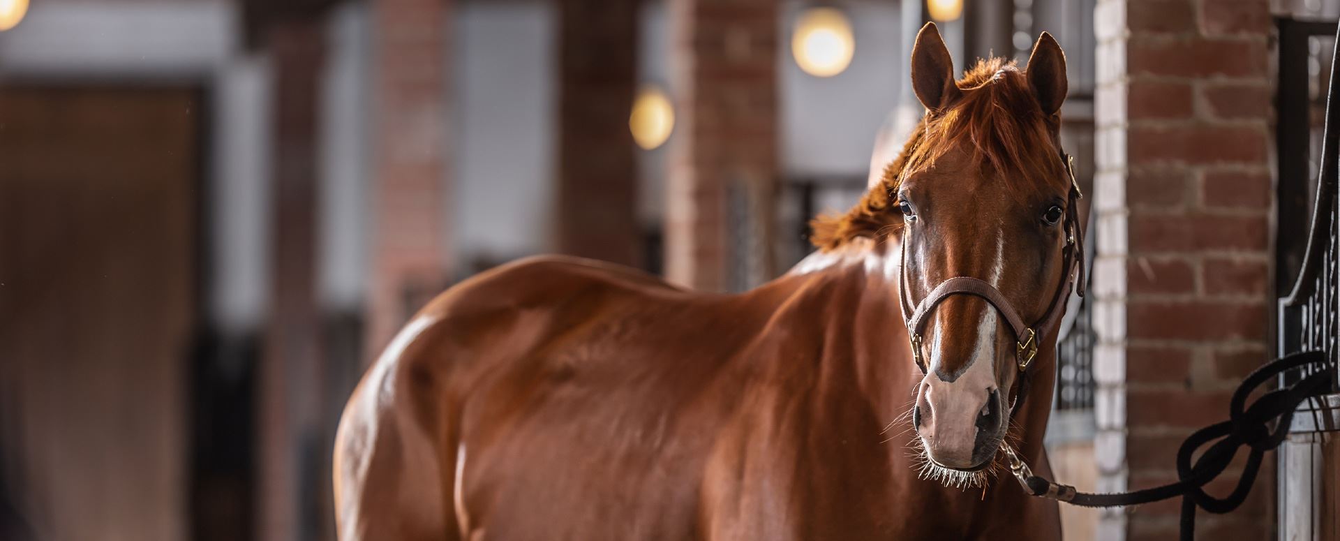 Lebanon Equine Veterinary Services | Lebanon Equine Clinic